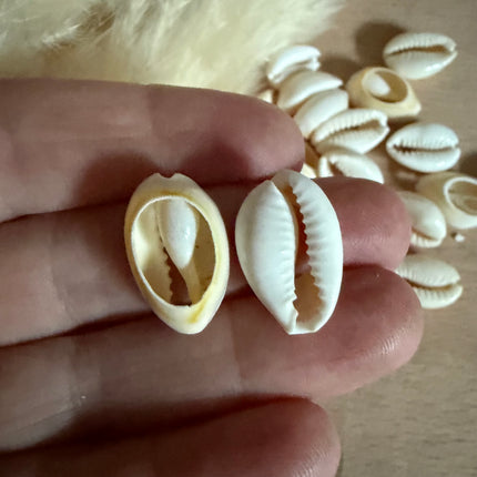 10 x Kauri Muschelperlen naturweiß | Muschel für Makramee & Schmuck